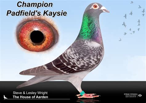 The House of Aarden U.S.A. – Jan Aarden based pigeons U.S.A..